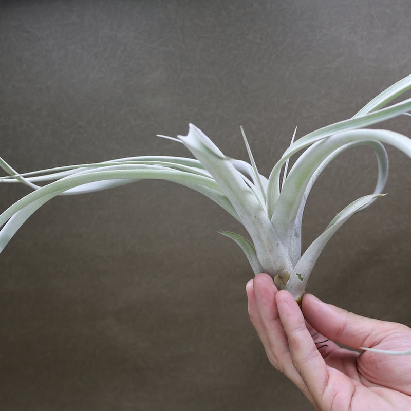 クラウニング グローリー ( キセログラフィカ X エクセルタ ) 30号