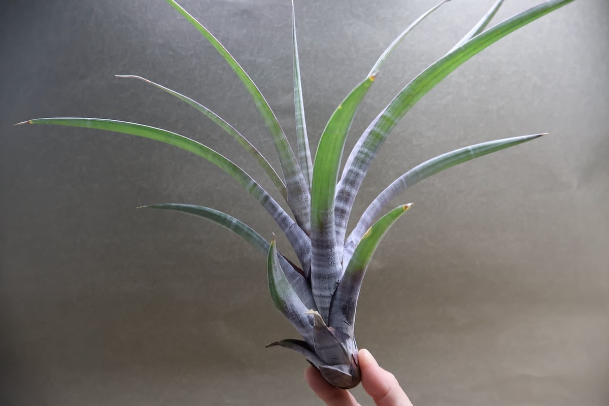 ヒルダエ 51号 | air-plants TENGU-DO