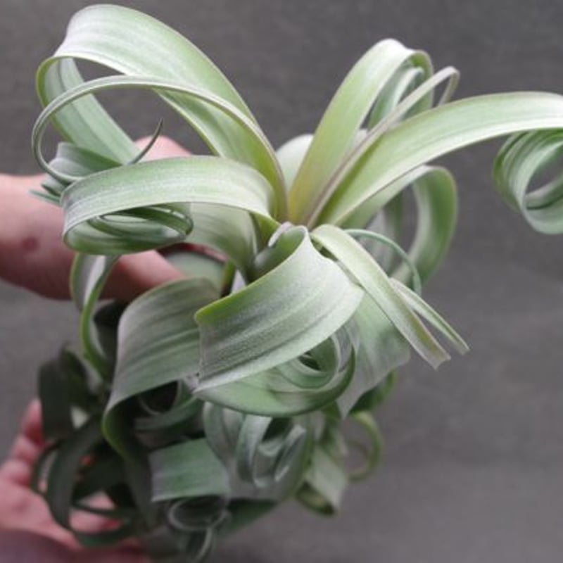 カーリースリム（インターメディア×ストレプトフィラ）01号