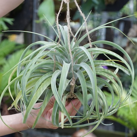 air-plants TENGU-DO