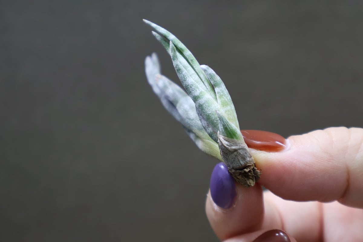 スブリフェラ Sサイズ01号 | air-plants TENGU-DO