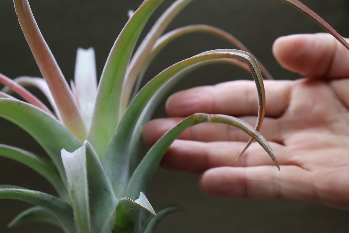 キセログラフィカ × イオナンタバンハイニンギー 05号 | air-plants