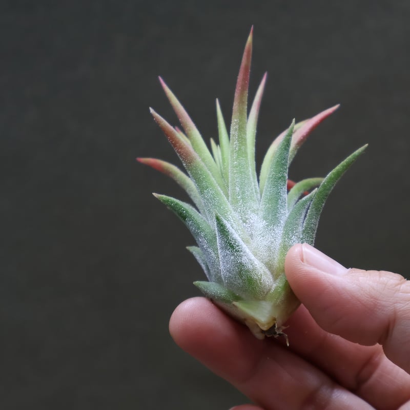 ブロメリア・エアープランツ Mayan Totem Pole Amazon.co.jp: Frontier