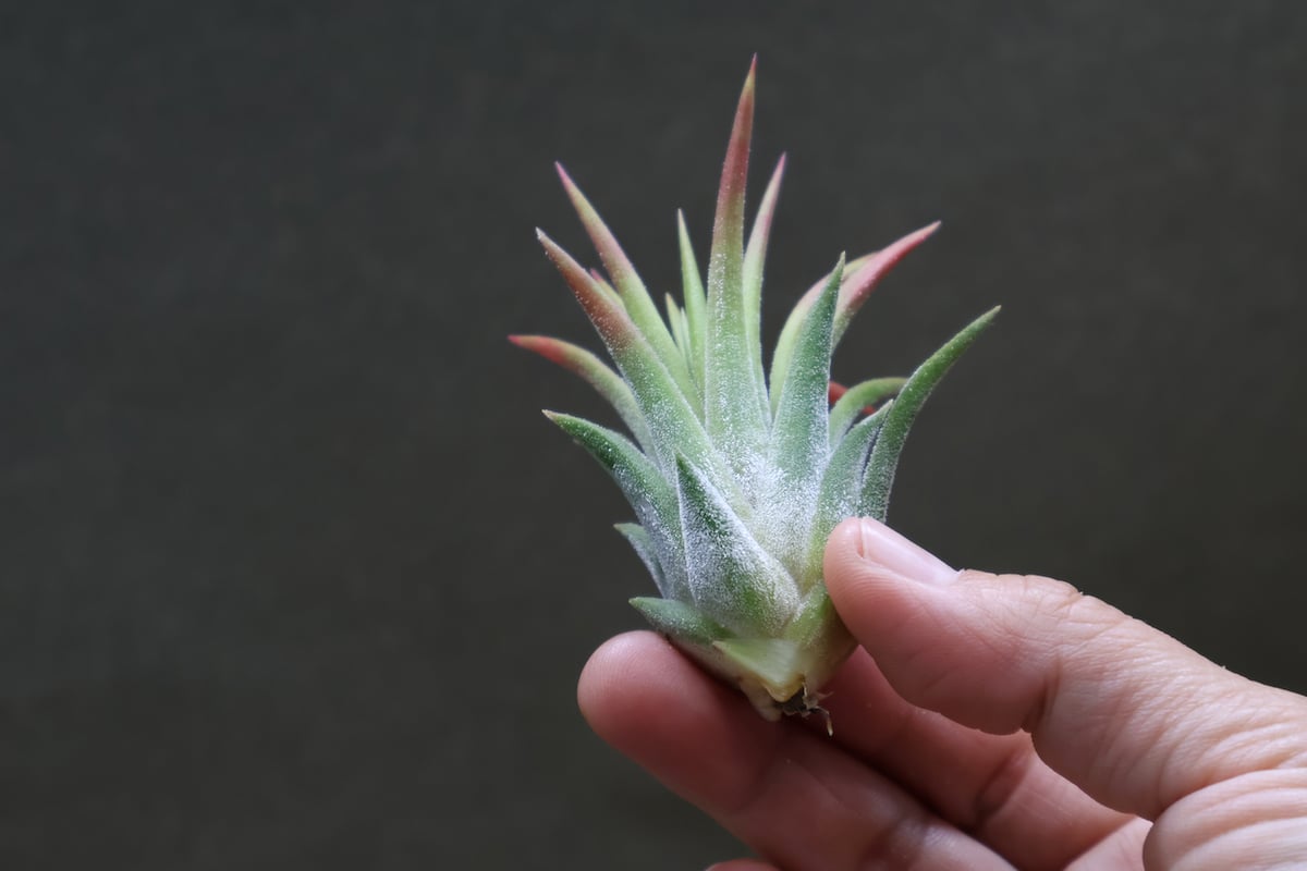マヤントーテムポール Sサイズ06号 | air-plants TENGU-DO