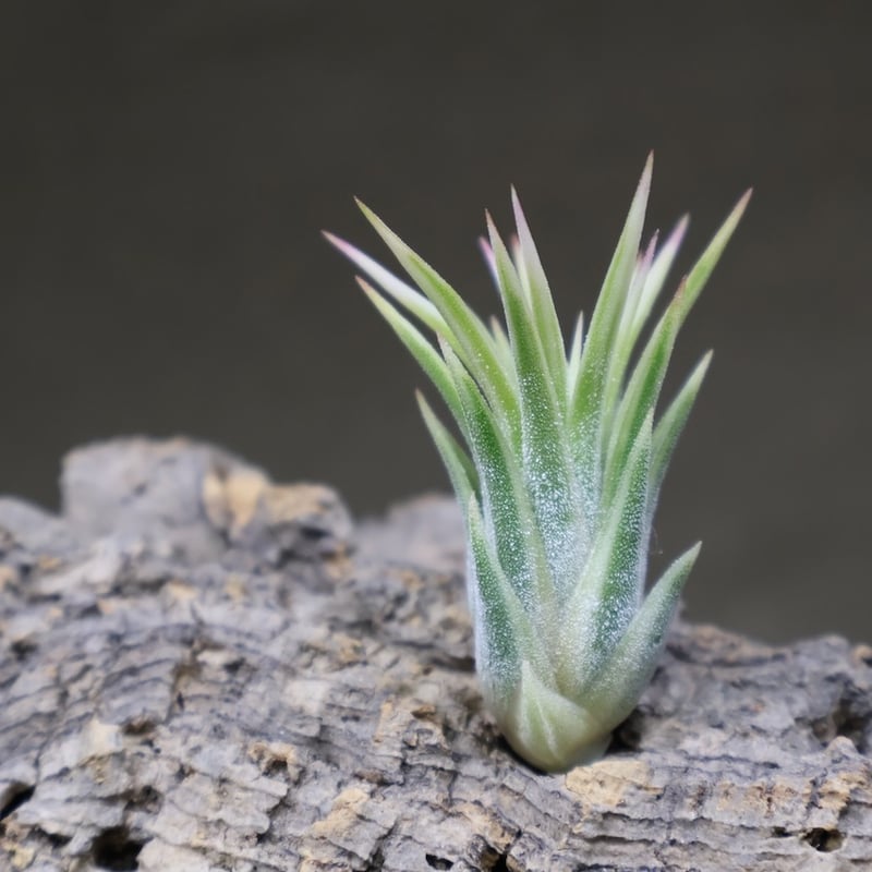 イオナンタ アルボマージナータ Sサイズ 45号 | air-plants TENGU-DO
