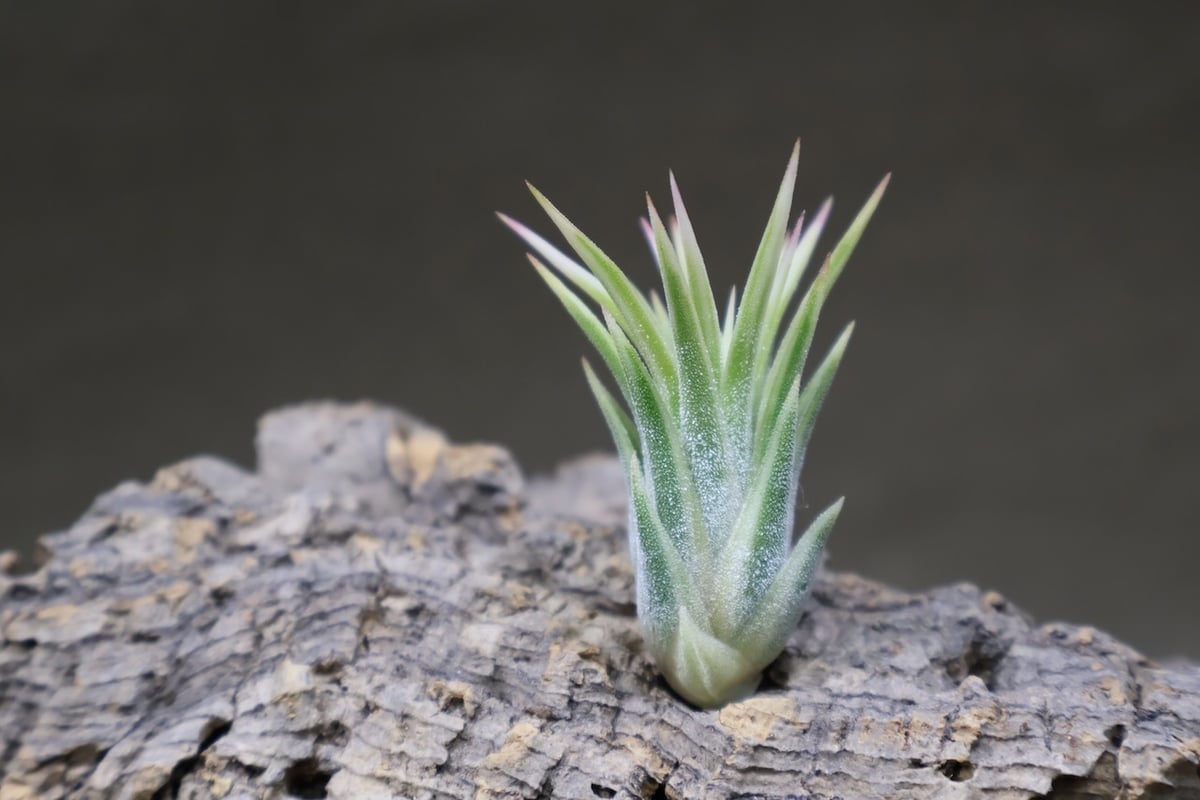 イオナンタ　アルボマージナータ② イオナンタ アルボマージナータ Sサイズ 45号 | air-plants TENGU-DO