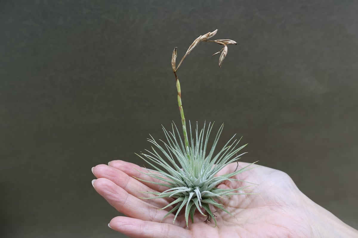 フックシー フックシー 19号 | air-plants TENGU-DO