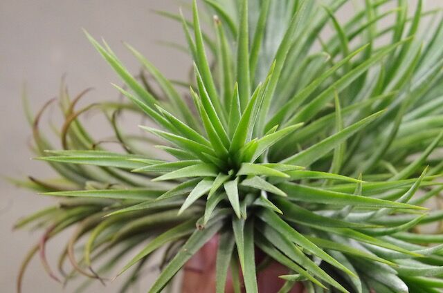 イオナンタ・アルボマージナータ クランプ Tillandsia エアー イオナンタ・アルボマージナータ クランプ Tillandsia エアー