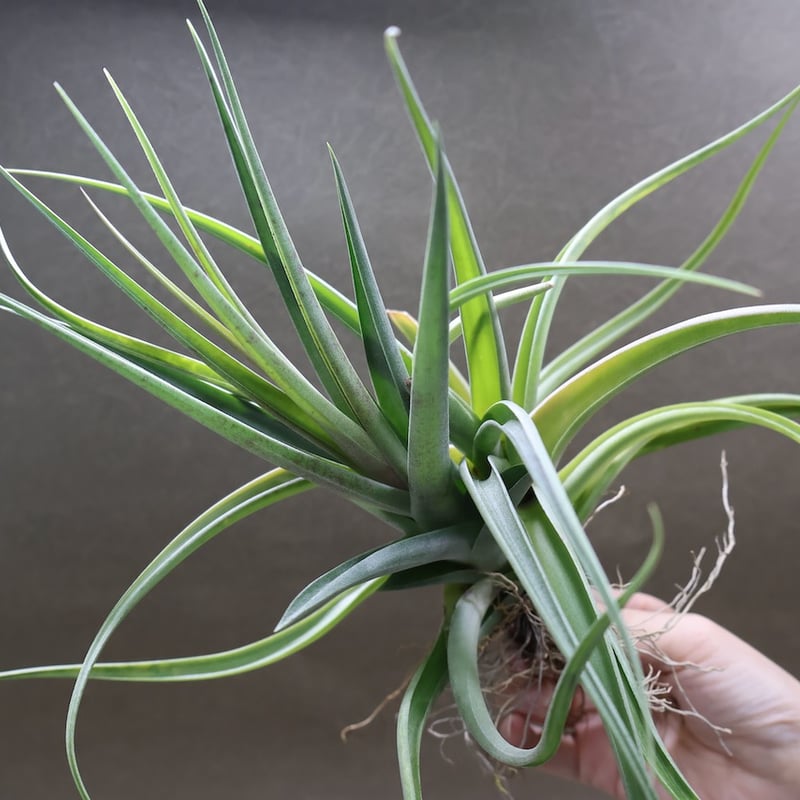 デュラティ × ラティフォリア 01号 | air-plants TENGU-DO