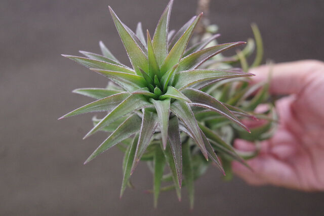 イオナンタ バンハイニンギー 特大サイズ 06号 | air-plants TENGU-DO