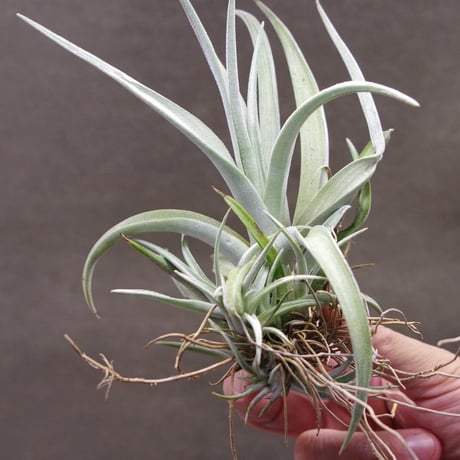 【健太郎】ティランジア2点セット CATEGORY 学名・名称：D | 常葉植物園 Tokiwa Botanical-Garde