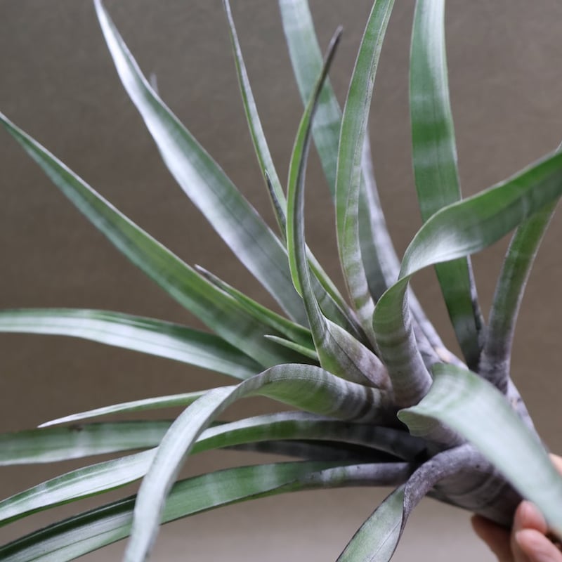 ヒルダエ Lサイズ 08号 | air-plants TENGU-DO