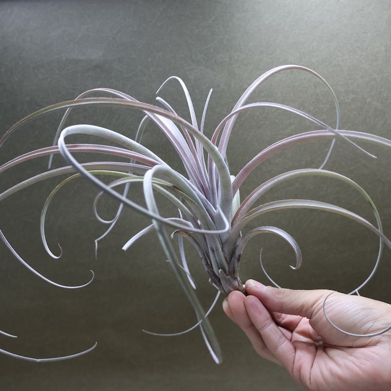 エクセルタxカピタータ ドミンゲンシス 10号 | air-plants TENGU-DO