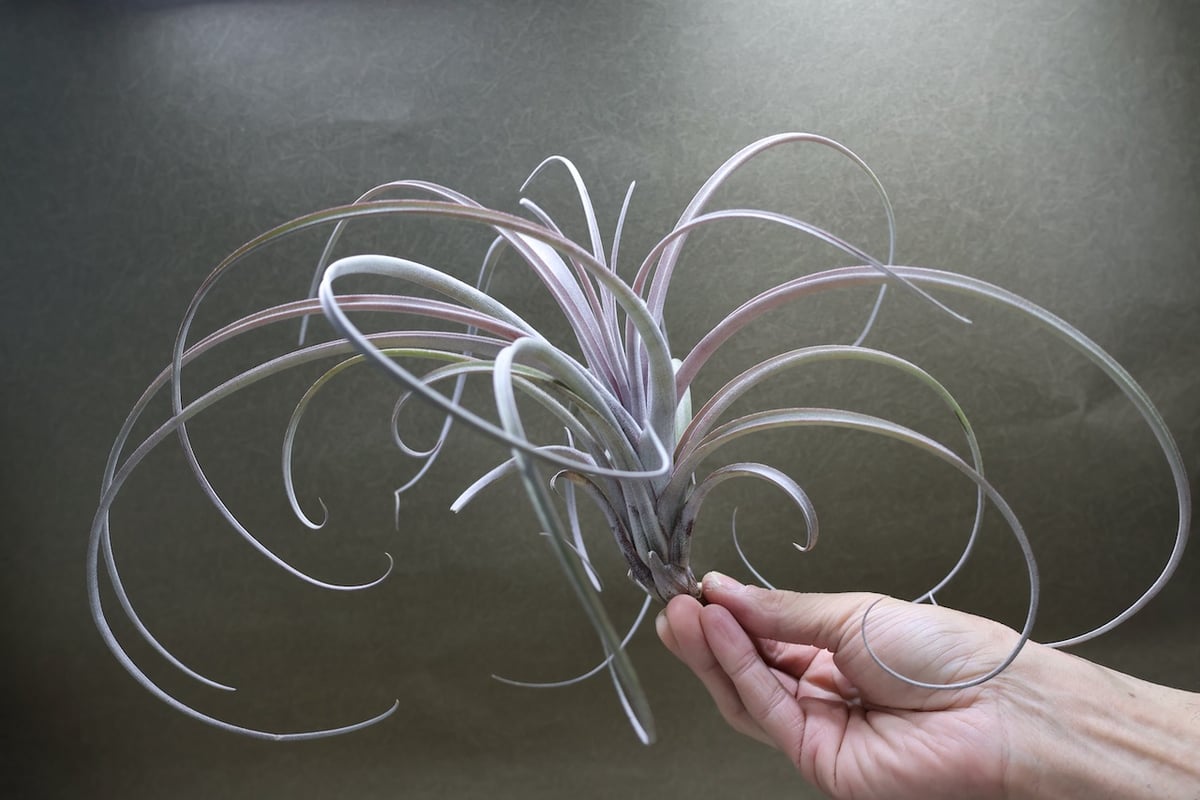 エクセルタxカピタータ ドミンゲンシス 10号 | air-plants TENGU-DO