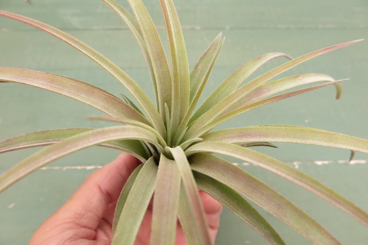 リオホンドエンシス x イオナンタ【スタッフ特選】 | air-plants TENGU-DO