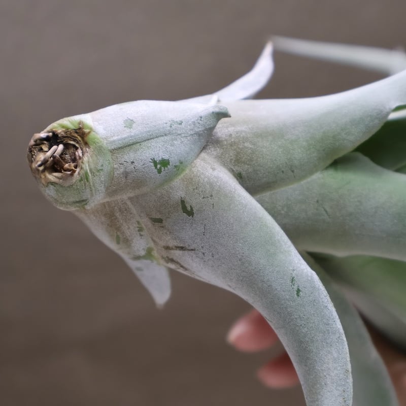 パドレ（ローランドゴッセリニーxチアペンシス）05号 | air-plants