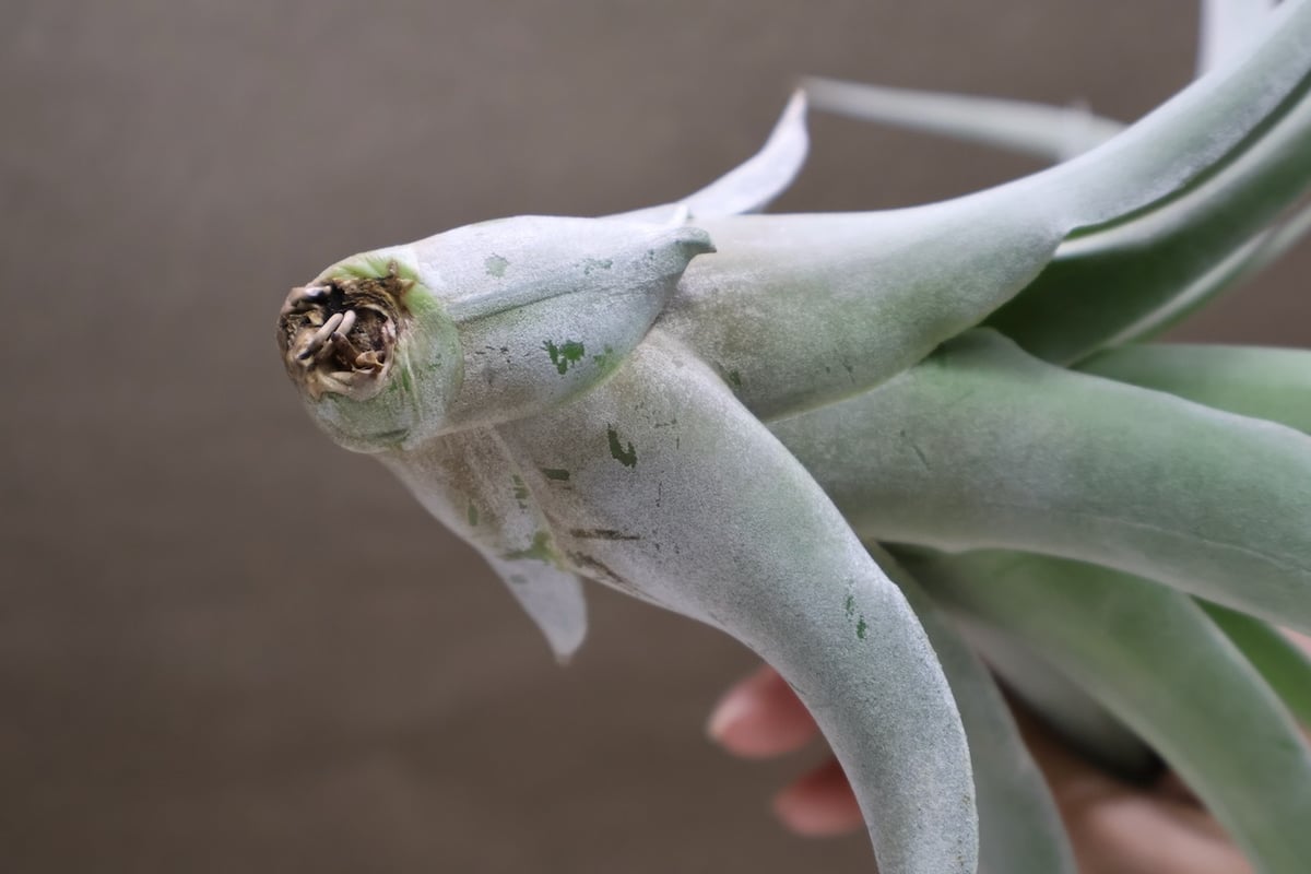 パドレ（ローランドゴッセリニーxチアペンシス）05号 | air-plants