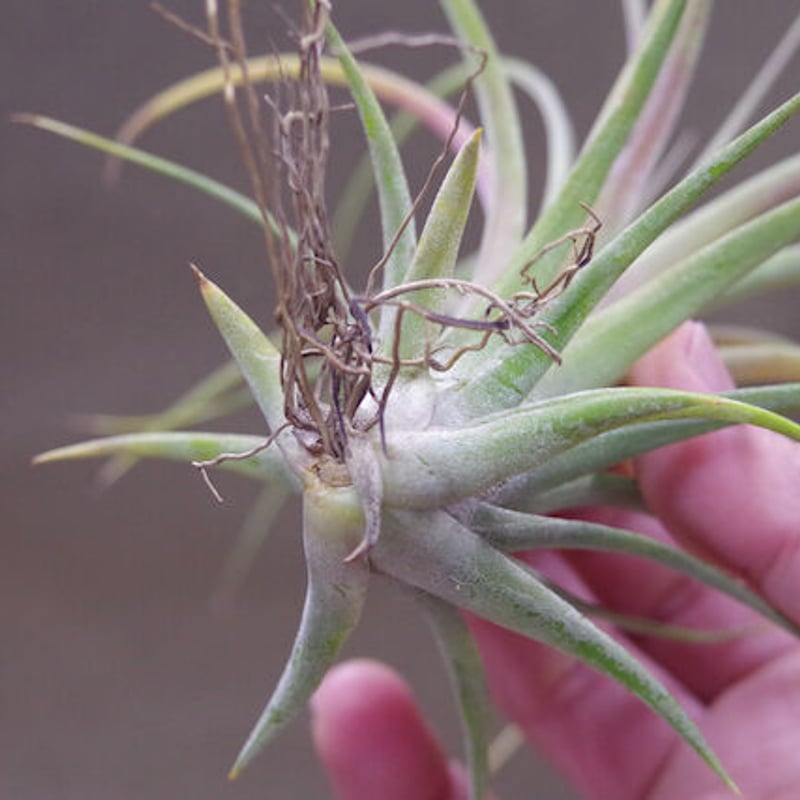 ローランドゴッセリニー × イオナンタ ローランドゴッセリニー × イオナンタ 02号 | air-plants TENGU-DO
