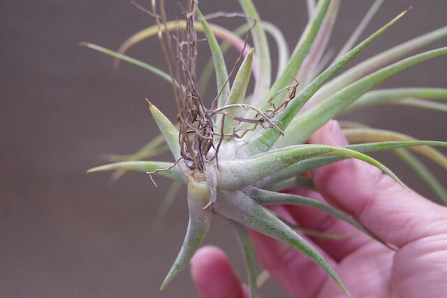 ローランドゴッセリニー × イオナンタ 02号 | air-plants TENGU-DO