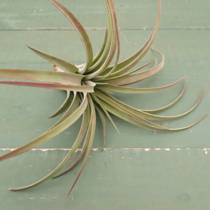 リオホンドエンシス x イオナンタ【スタッフ特選】 | air-plants TENGU-DO