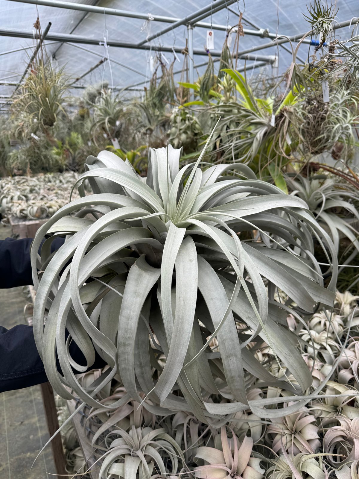 超希少❗️エアプランツの王様❗️ロングリーフ❗️ピンク