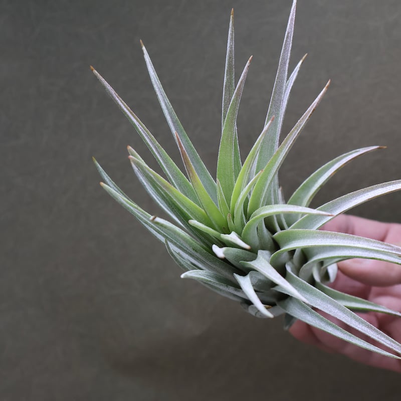 チアペンシス × ミトラエンシス 04号 | air-plants TENGU-DO