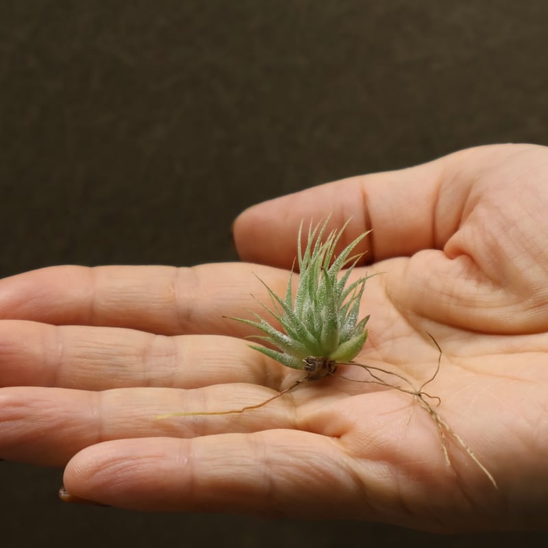 イオナンタ ヘーゼルナッツ Sサイズ 18号 | air-plants TENGU-DO