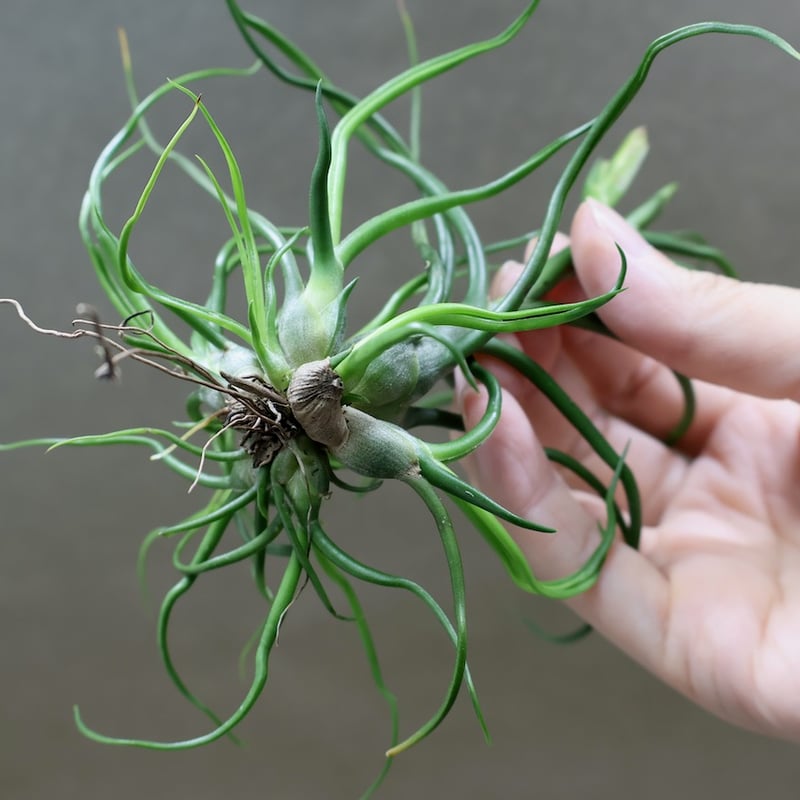 【トロピフローラ株】 T. bulbosa f. alba　ブルボーサ アルバ トロピフローラ株】 T. bulbosa f. alba ブルボーサ アルバ チランジア