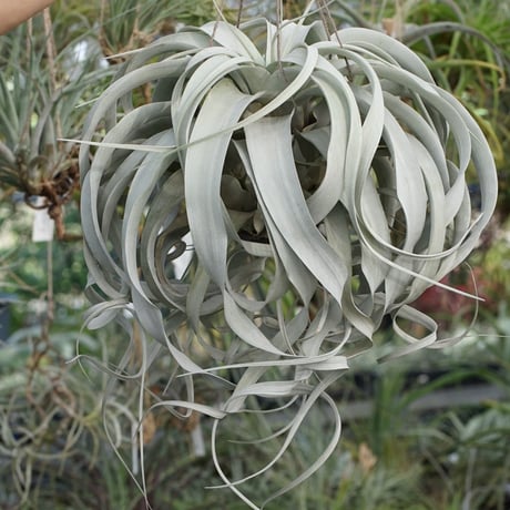 CATEGORY 品種名：U/V/W/X/Y/Z | air-plants TENGU-DO