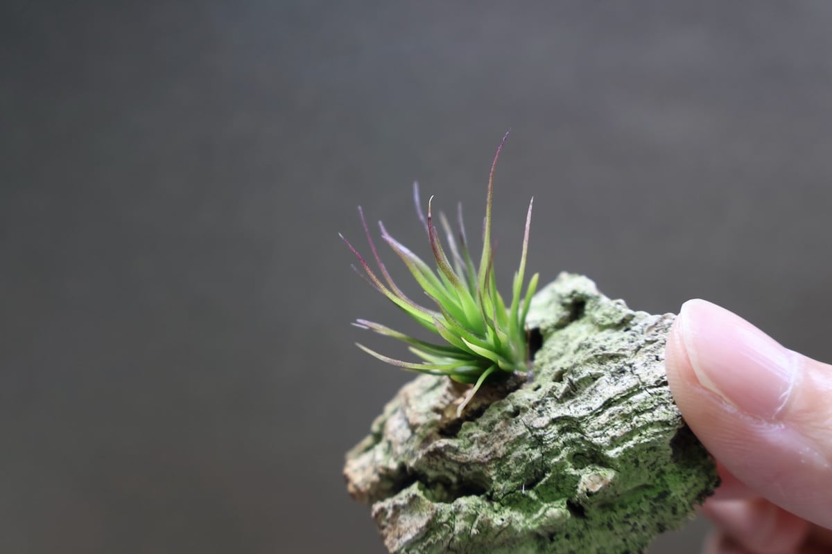 イッツィービッツィー 41号 | air-plants TENGU-DO