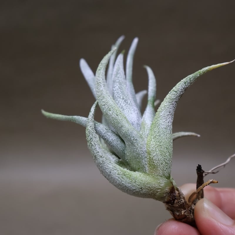 ミトラエンシス 09号 | air-plants TENGU-DO