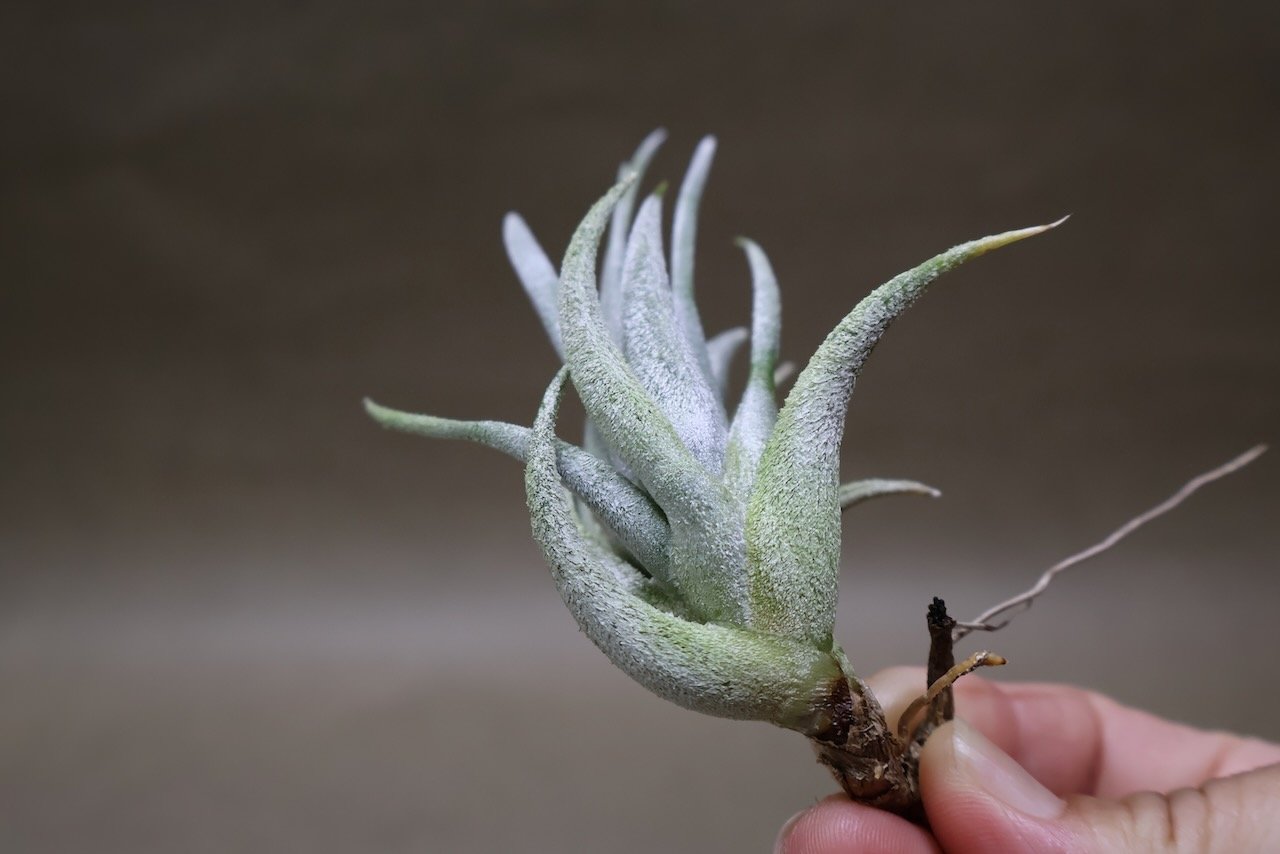ミトラエンシス 09号 | air-plants TENGU-DO