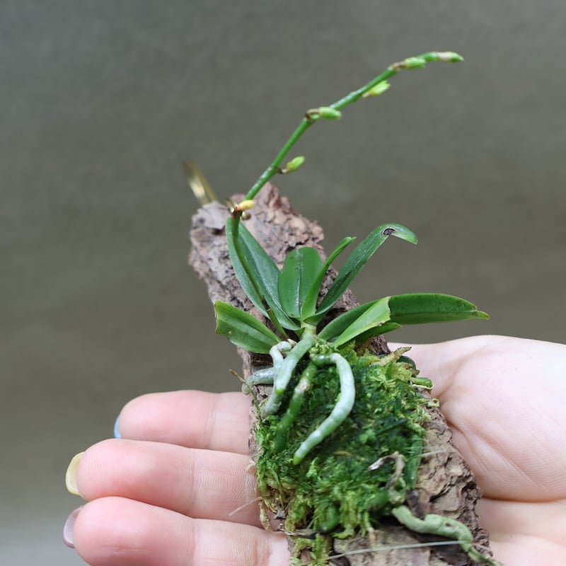 エランギス ルテオアルバ ロードスティクタ 01号 | air-plants TENGU-DO