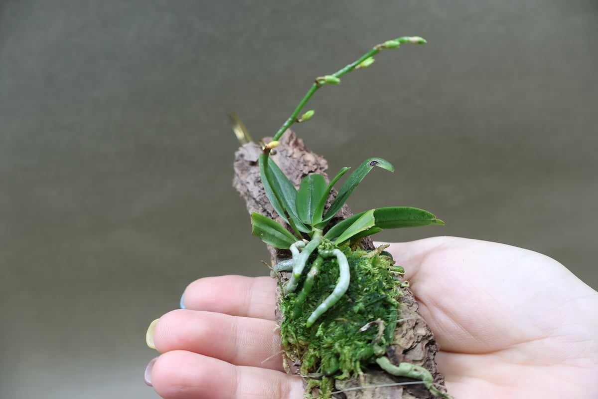 エランギス ルテオアルバ ロードスティクタ 01号 | air-plants TENGU-DO
