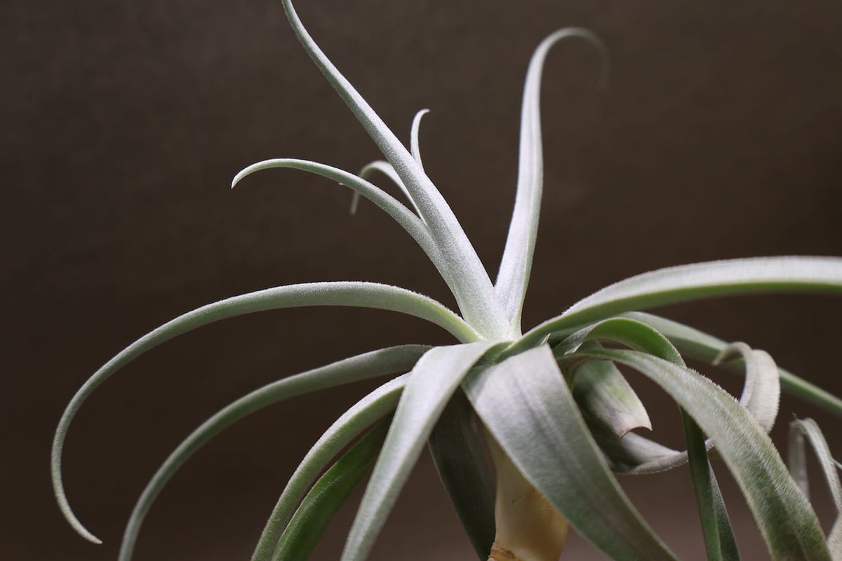 デュラティ×ガルドネリ 04号 | air-plants TENGU-DO