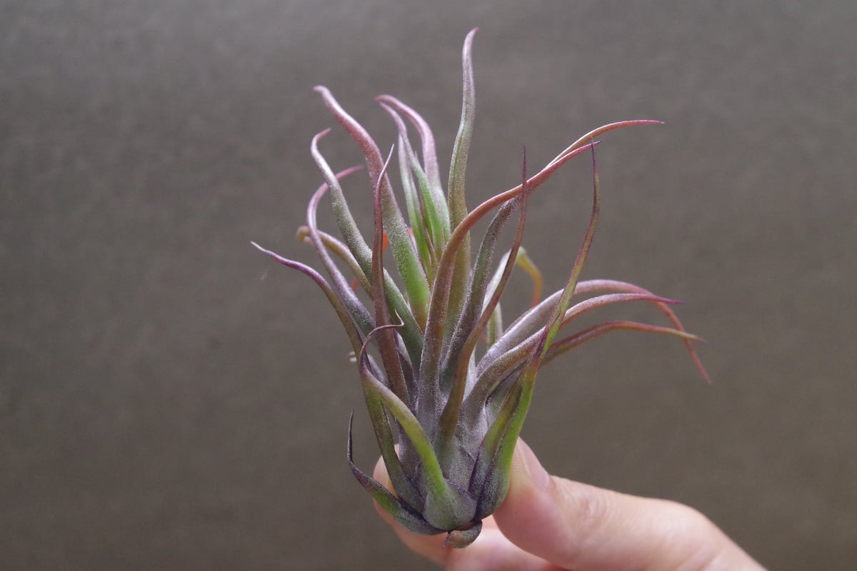 ジョエル （ブルボーサx イオナンタ） 23号 | air-plants TENGU-DO