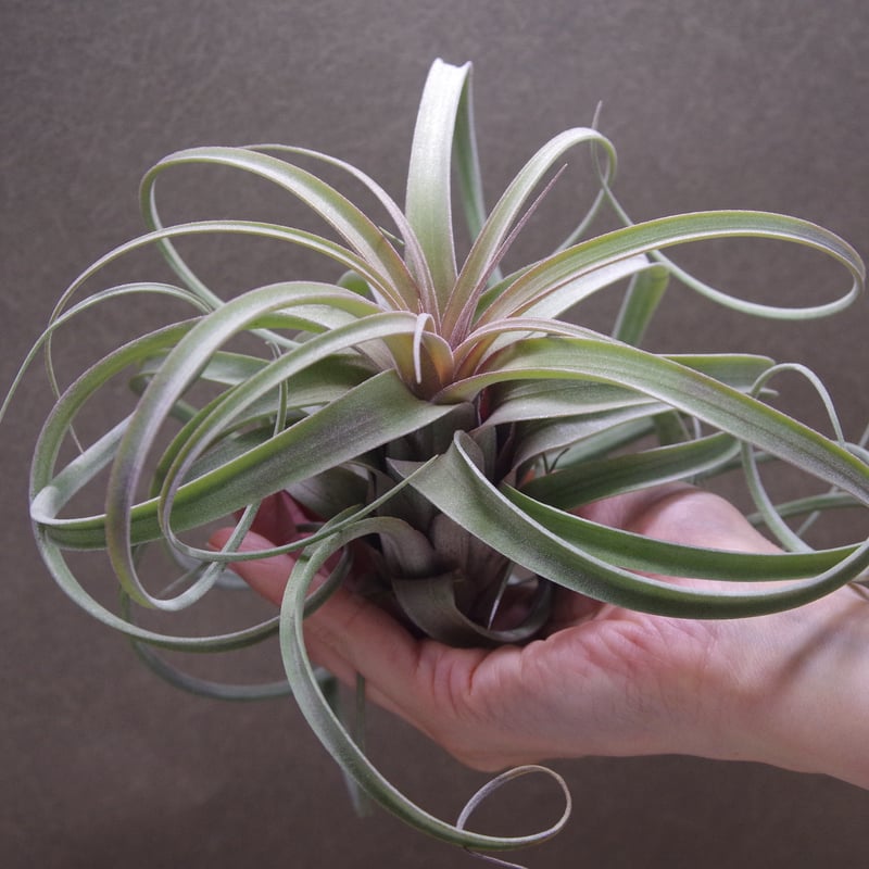 ハイジグーツ（ エクセルタ × ストレプトフィラ ）12号 | air-plants