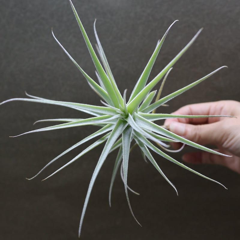 プルプレア x ストラミネア 02号 | air-plants TENGU-DO