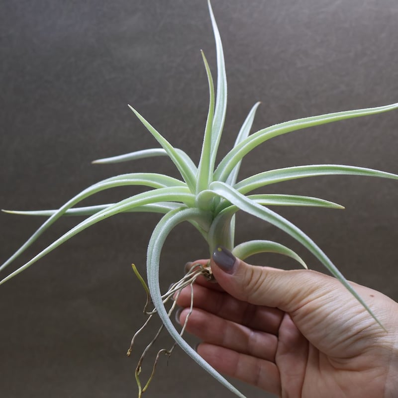 ロッテアエ 13号 | air-plants TENGU-DO