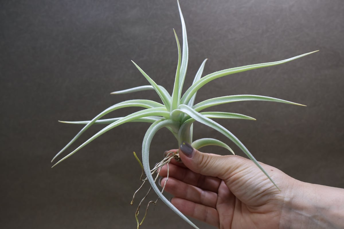 ロッテアエ 13号 | air-plants TENGU-DO