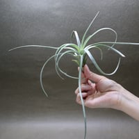 エクセルタ 21号