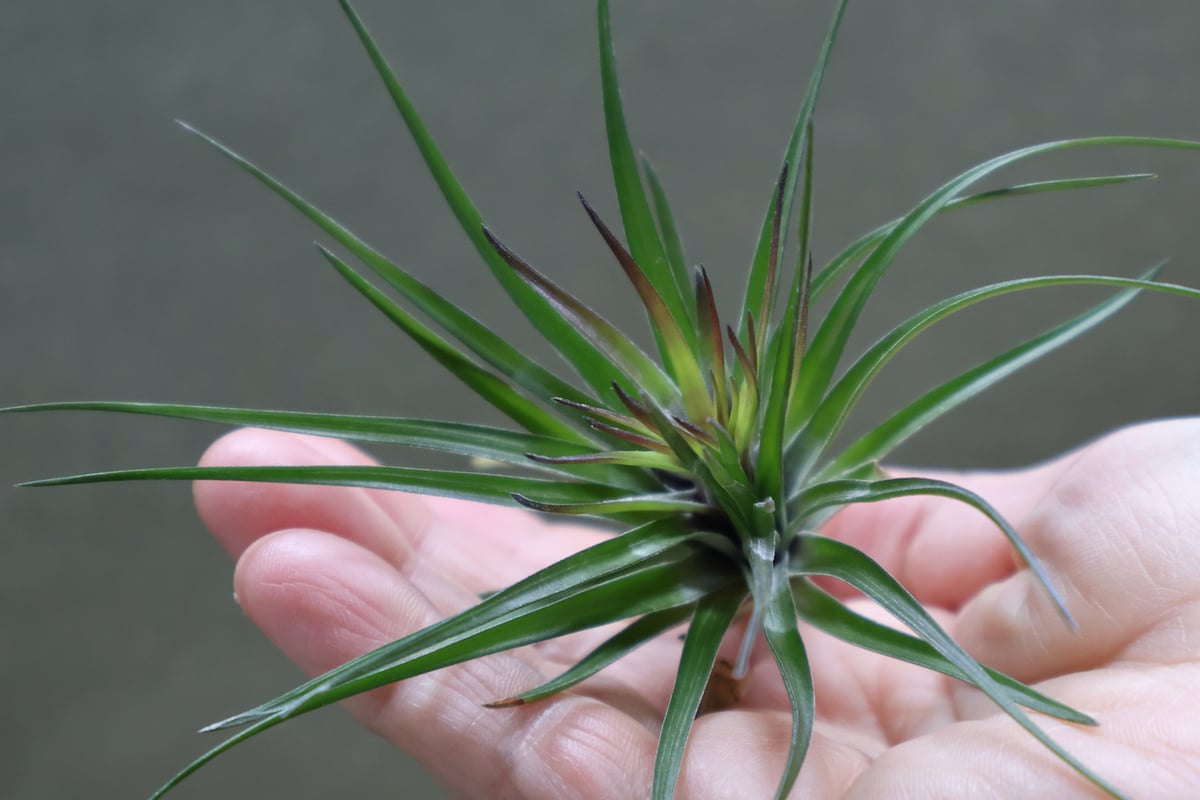 モンタナ　US株　選抜種　大株　40cmオーバー モンタナ パープルフォーム 03号 | air-plants TENGU-DO