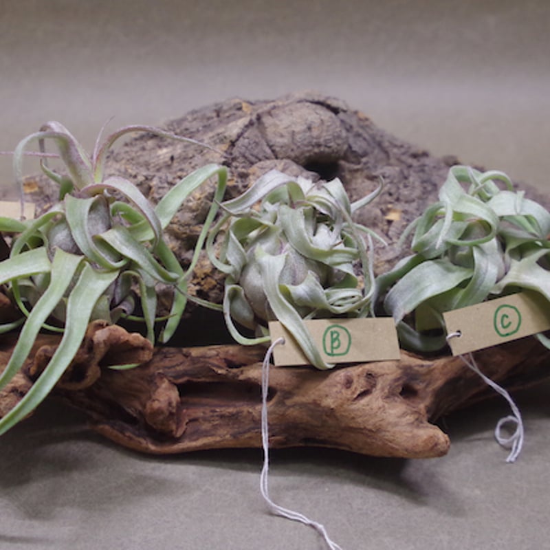 ストレプトフィラ Sサイズ 14-16号 | air-plants TENGU-DO