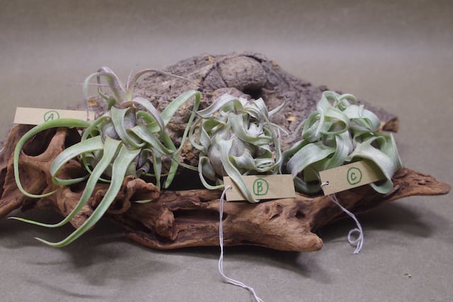 ストレプトフィラ Sサイズ 14-16号 | air-plants TENGU-DO