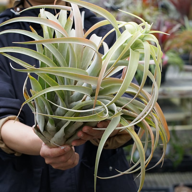 スタッフ特選】カピタータ シルバーローズ 2XLサイズ B号 | air-plants