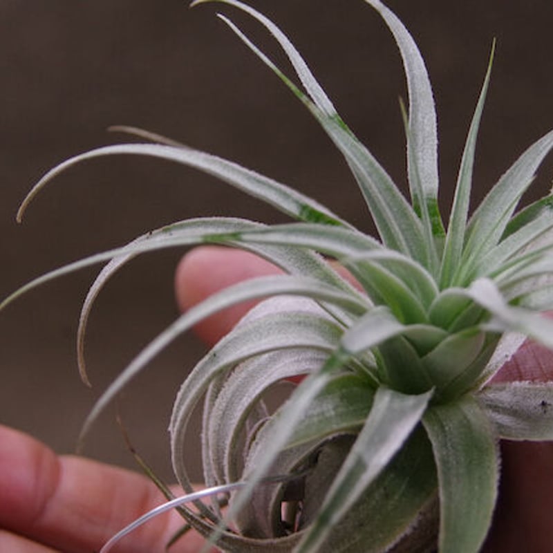 ガルドネリ ルピコラ 01号 | air-plants TENGU-DO