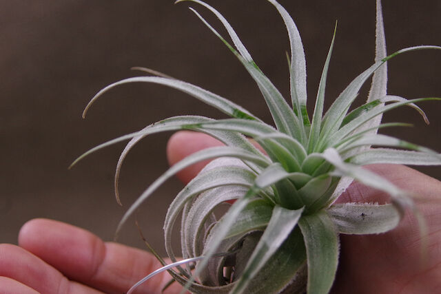 ガルドネリ ルピコラ 01号 | air-plants TENGU-DO