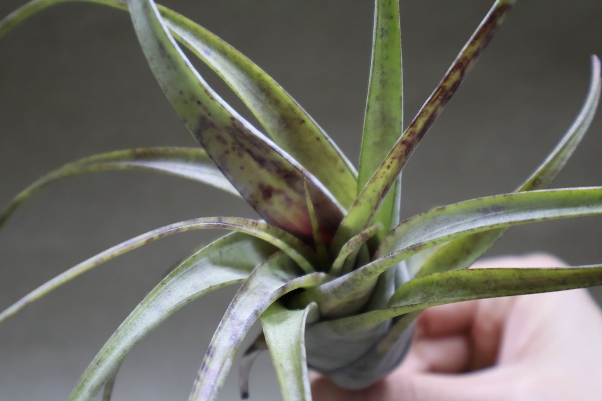 フレクスオーサ 12号 | air-plants TENGU-DO