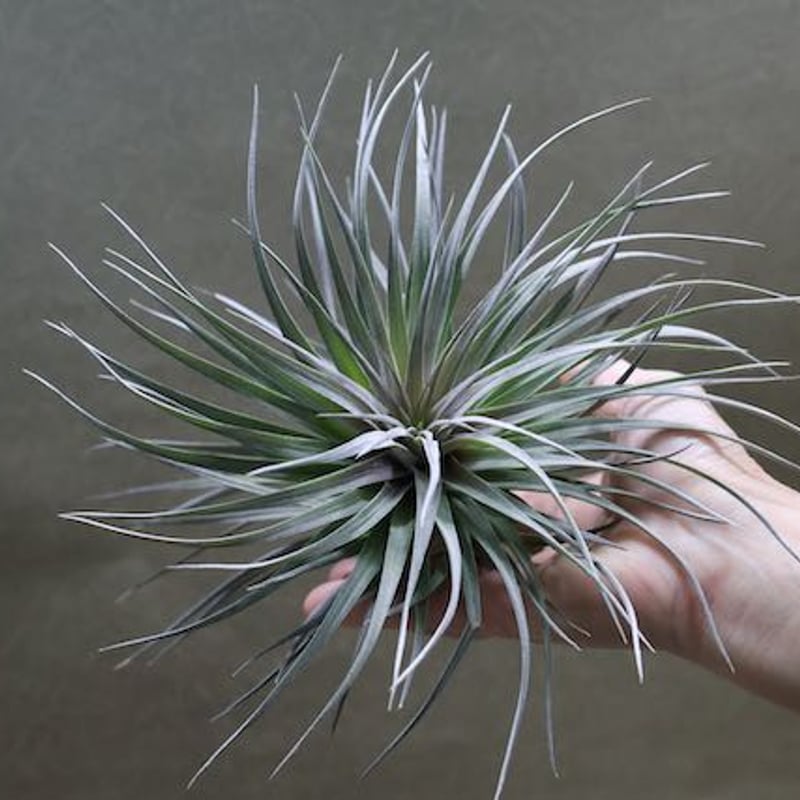 アエラントス パープルレザー 04号 | air-plants TENGU-DO