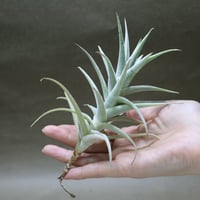 サカパネンシス 06号 | air-plants TENGU-DO